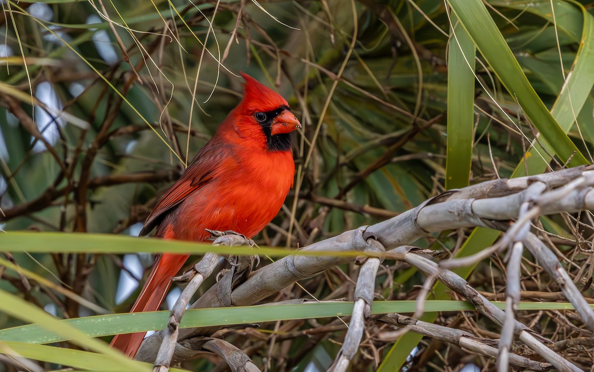 Cardinal rouge - ML646323961