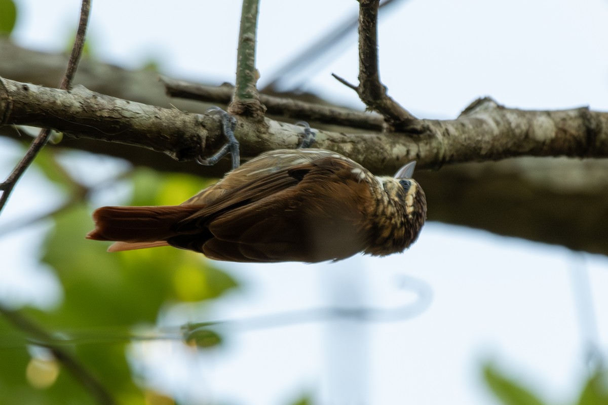 Streaked Xenops - ML646323964