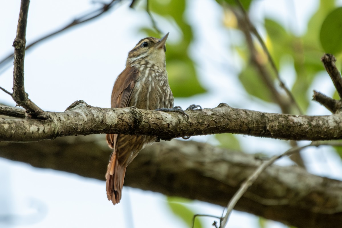 Streaked Xenops - ML646323965