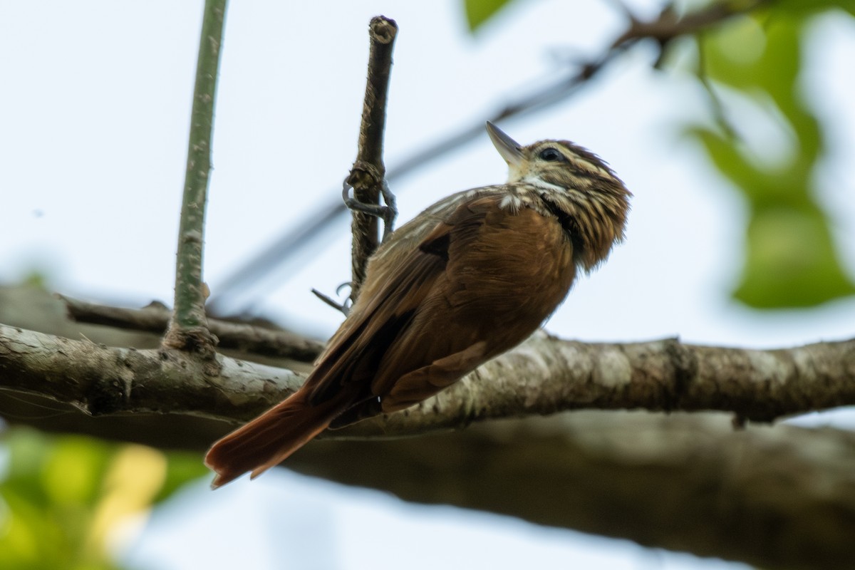 Streaked Xenops - ML646323966