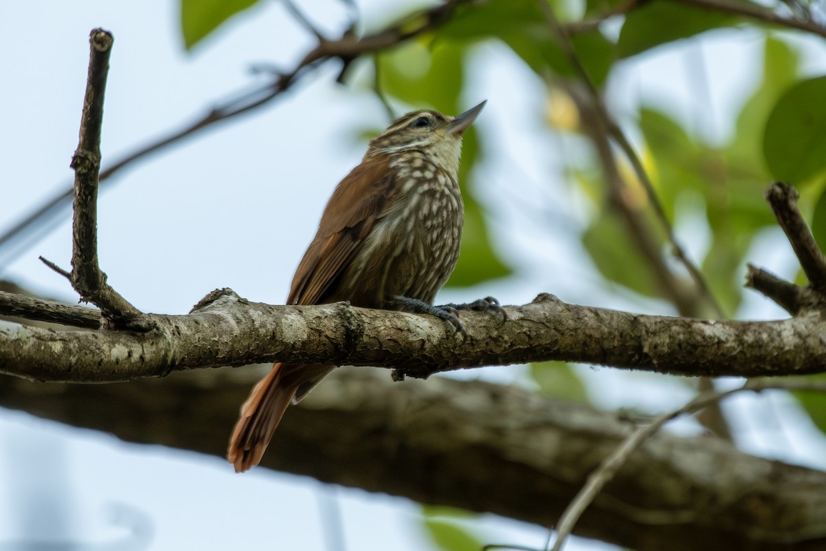 Streaked Xenops - ML646323967