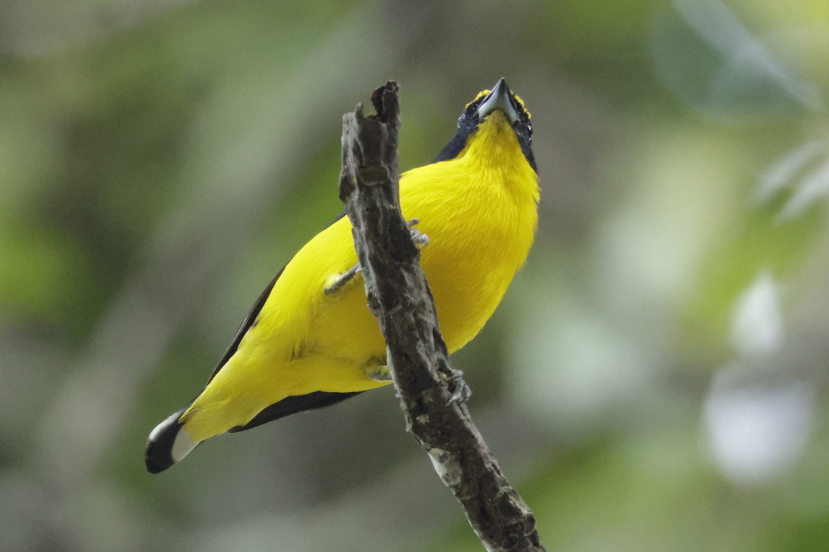 ハシブトスミレフウキンチョウ - ML646323970