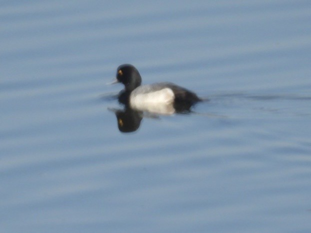 Lesser Scaup - ML646323972
