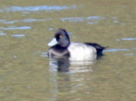 Lesser Scaup - ML646323973