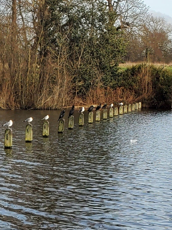 Cormorán Grande - ML646323976