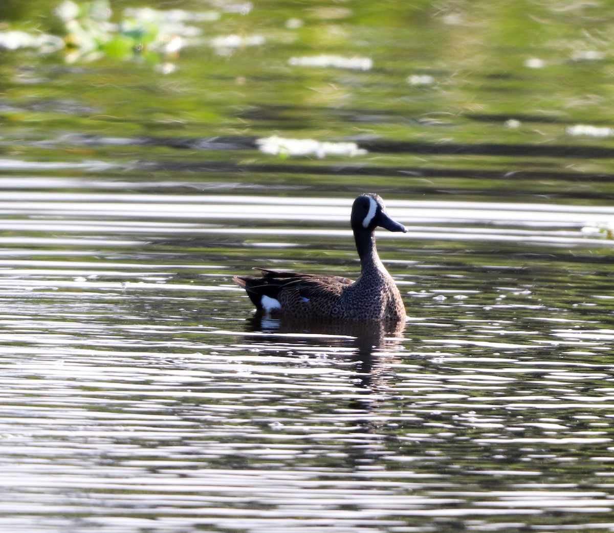 Black-bellied Whistling-Duck - ML646323979