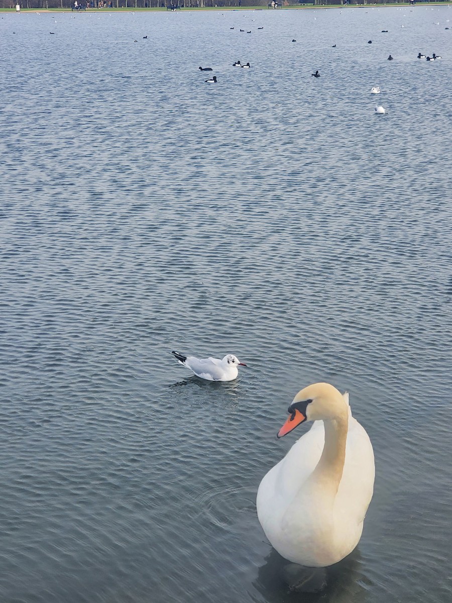 カモメ（canus） - ML646323991