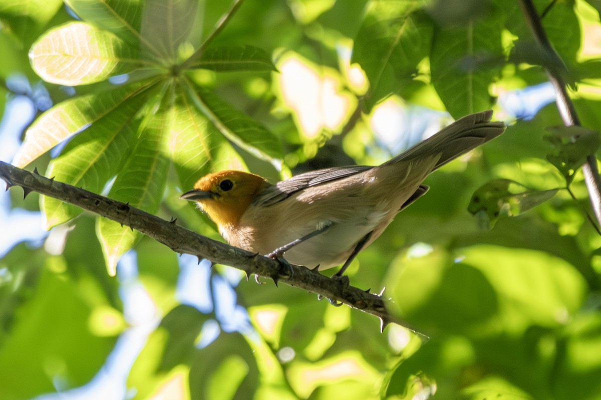Orange-headed Tanager - ML646323992