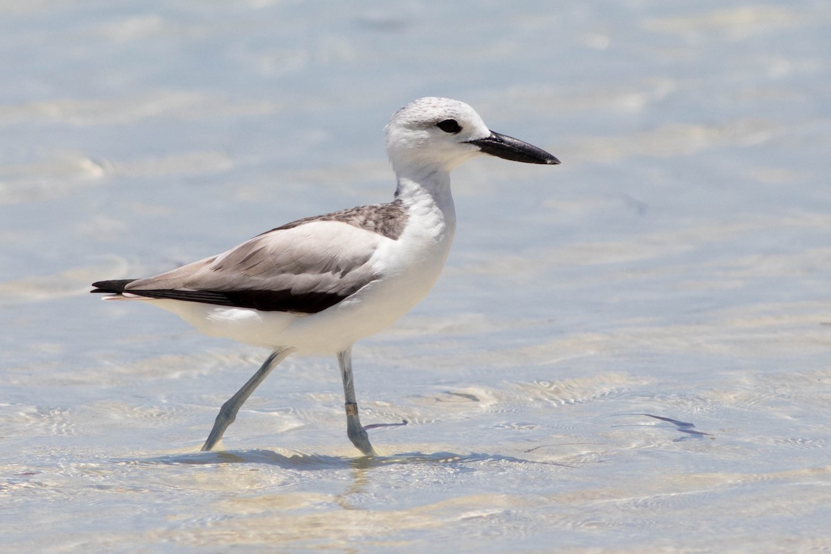 Crab-Plover - ML646323993