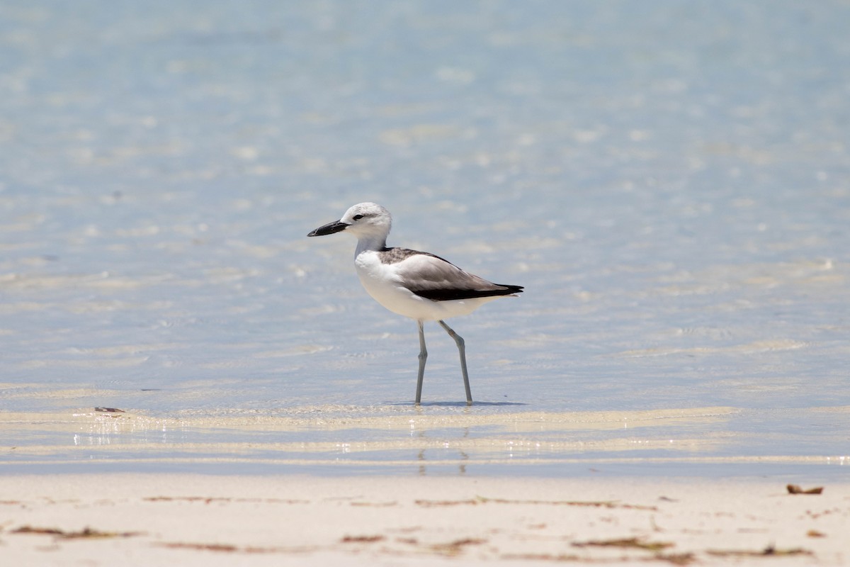 Crab-Plover - ML646323994
