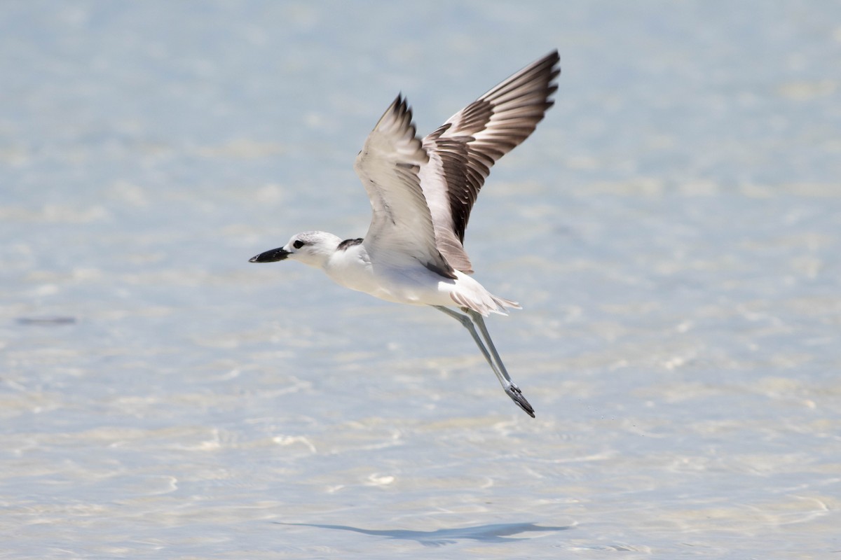 Crab-Plover - ML646323995