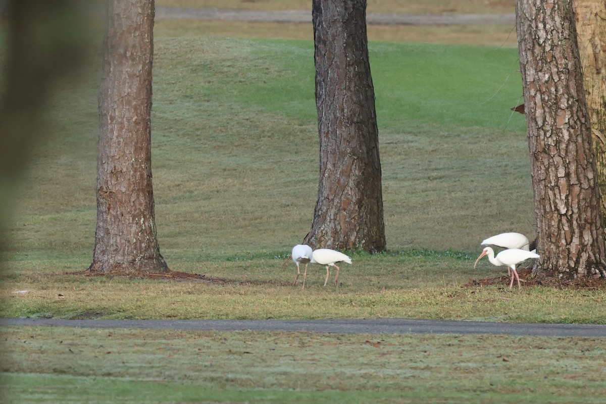 White Ibis - ML646323996
