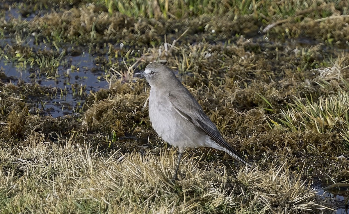 White-fronted Ground-Tyrant - ML646323997