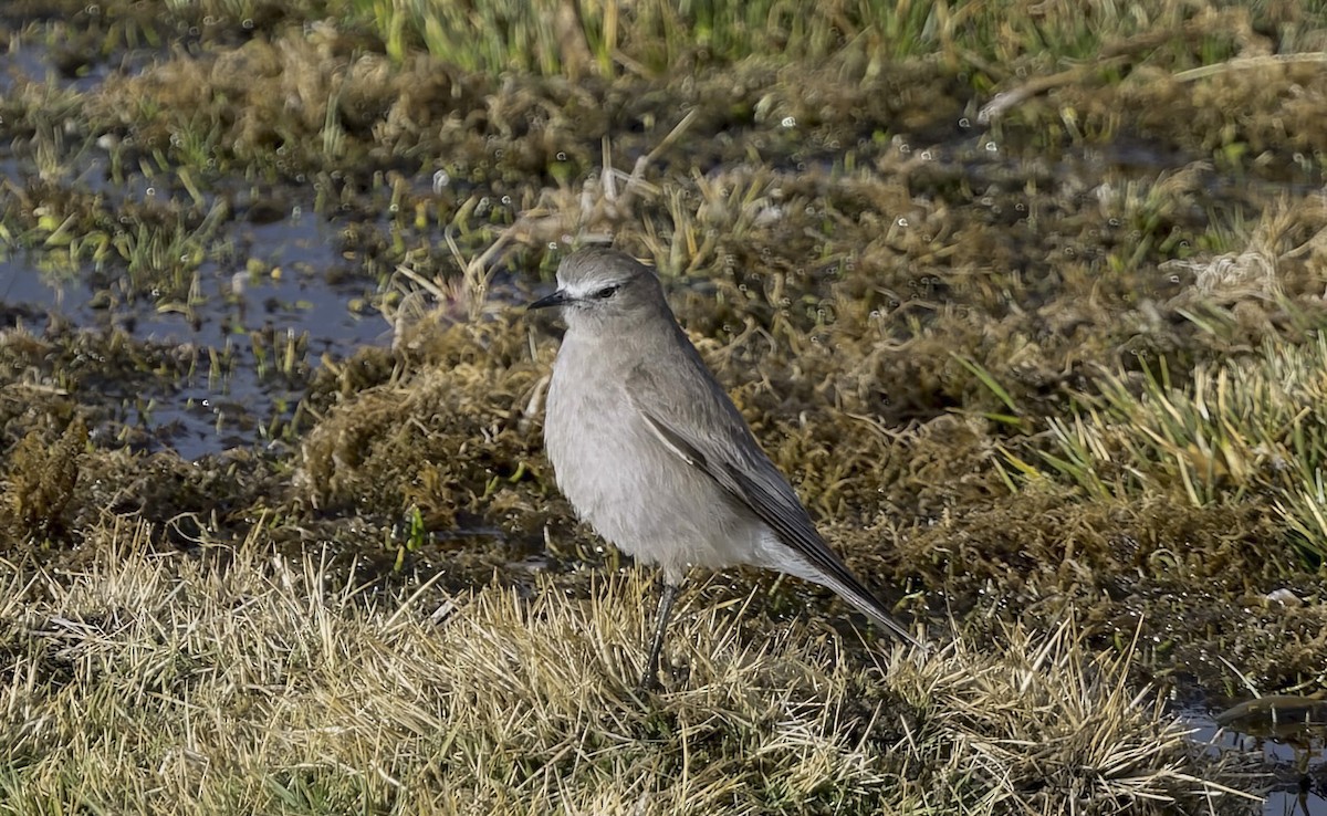 White-fronted Ground-Tyrant - ML646323998