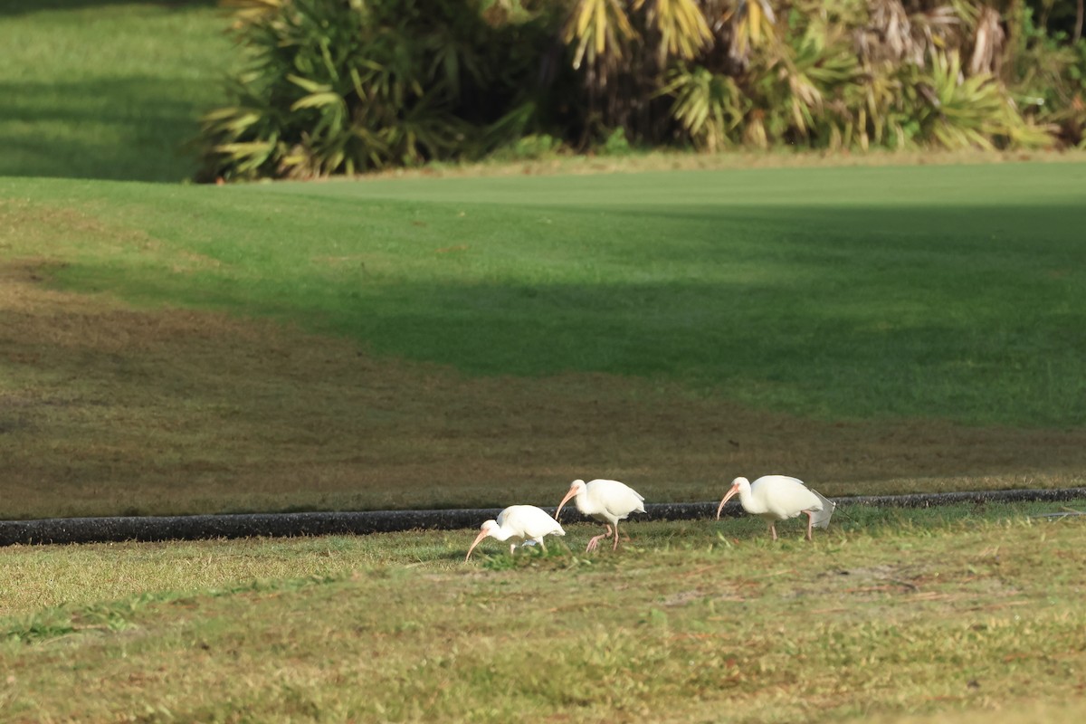 White Ibis - ML646324000