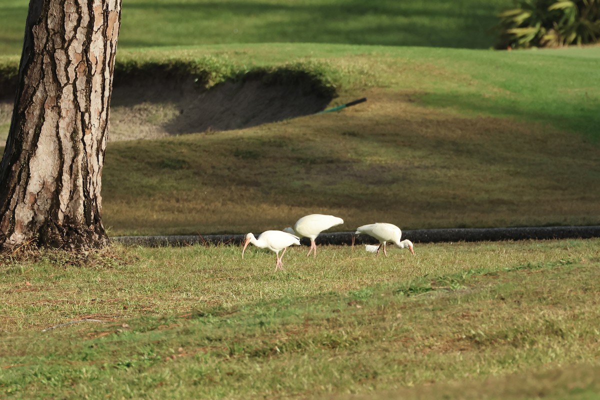 White Ibis - ML646324003