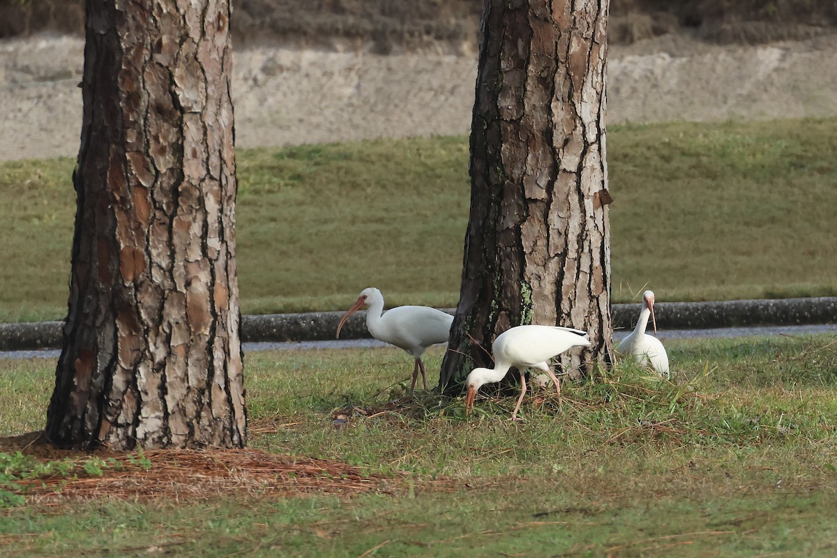 White Ibis - ML646324004