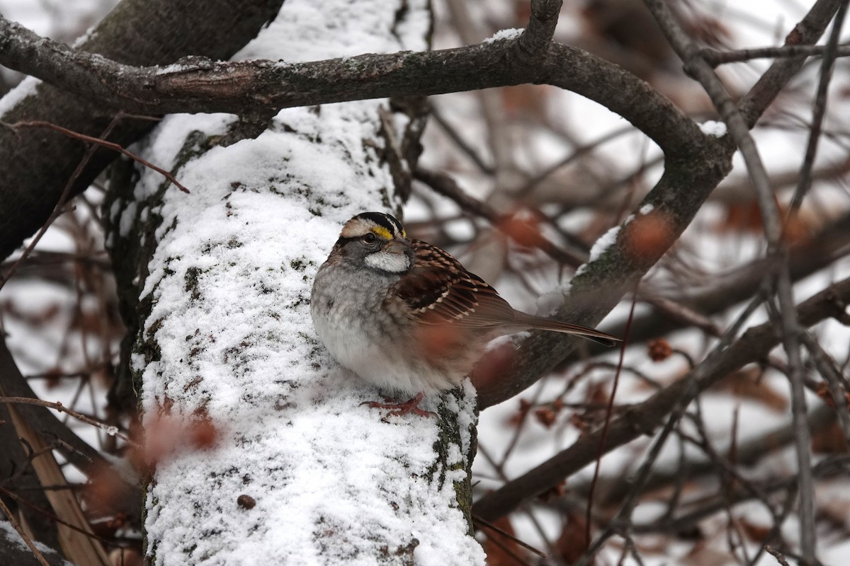 strnadec bělohrdlý - ML646324005