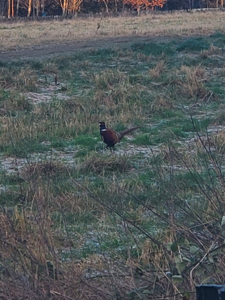 コウライキジ - ML646324012