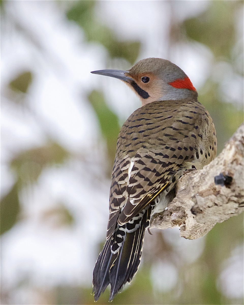 Northern Flicker - ML646324014