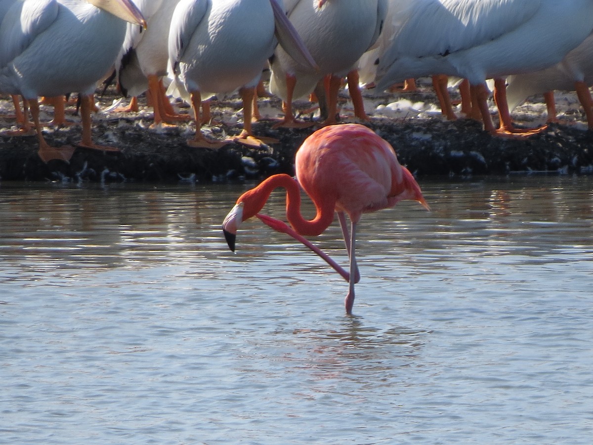 American Flamingo - ML646324015