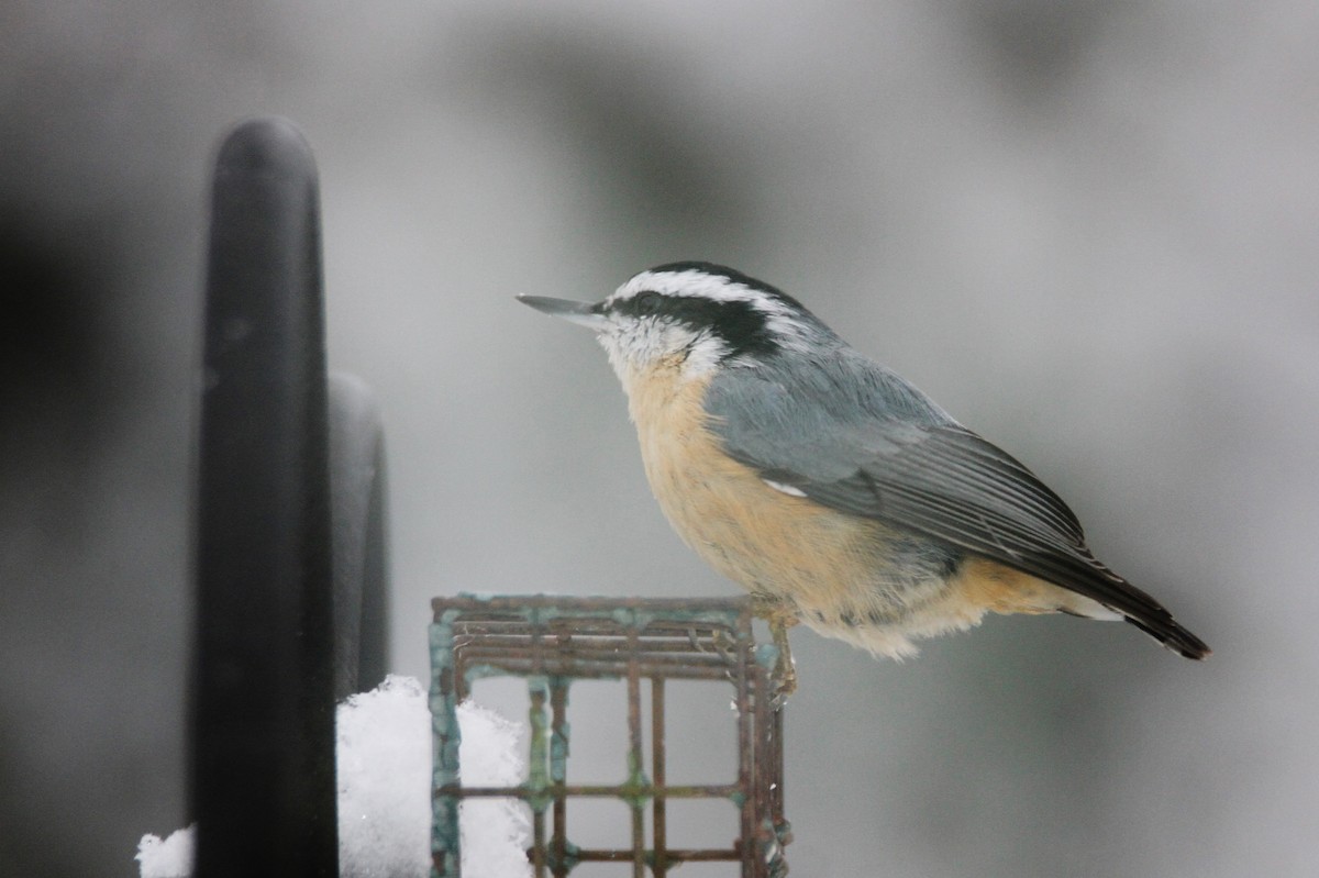 Red-breasted Nuthatch - ML646324017