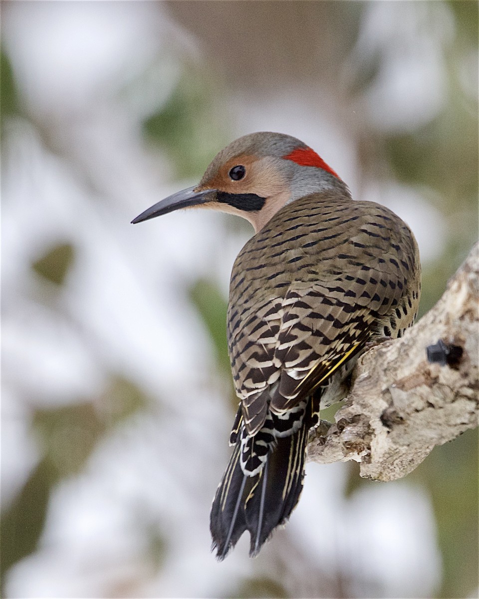 Northern Flicker - ML646324019