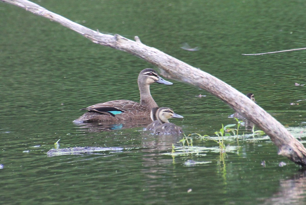 Pacific Black Duck - ML646324020