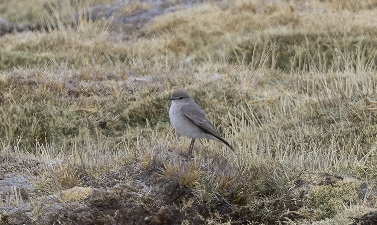 Puna Ground-Tyrant - ML646324021