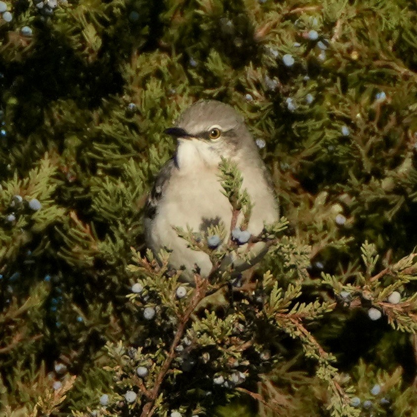 Northern Mockingbird - ML646324025