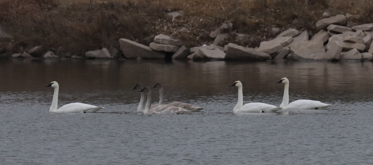 Trumpeter Swan - ML646324026
