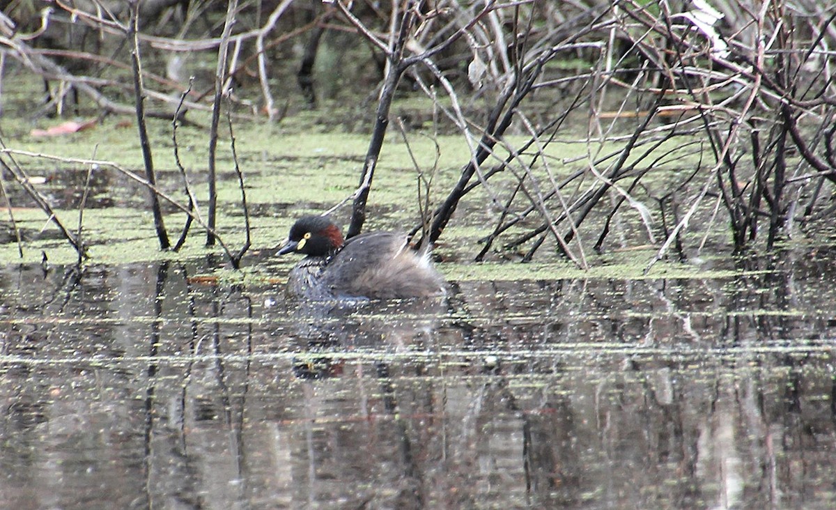 Австралийская поганка - ML646324027