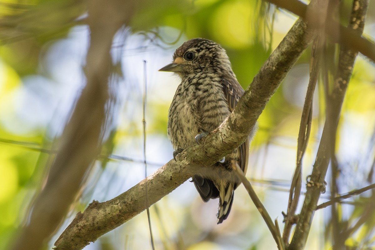 White-barred x White-wedged Piculet (hybrid) - ML646324028