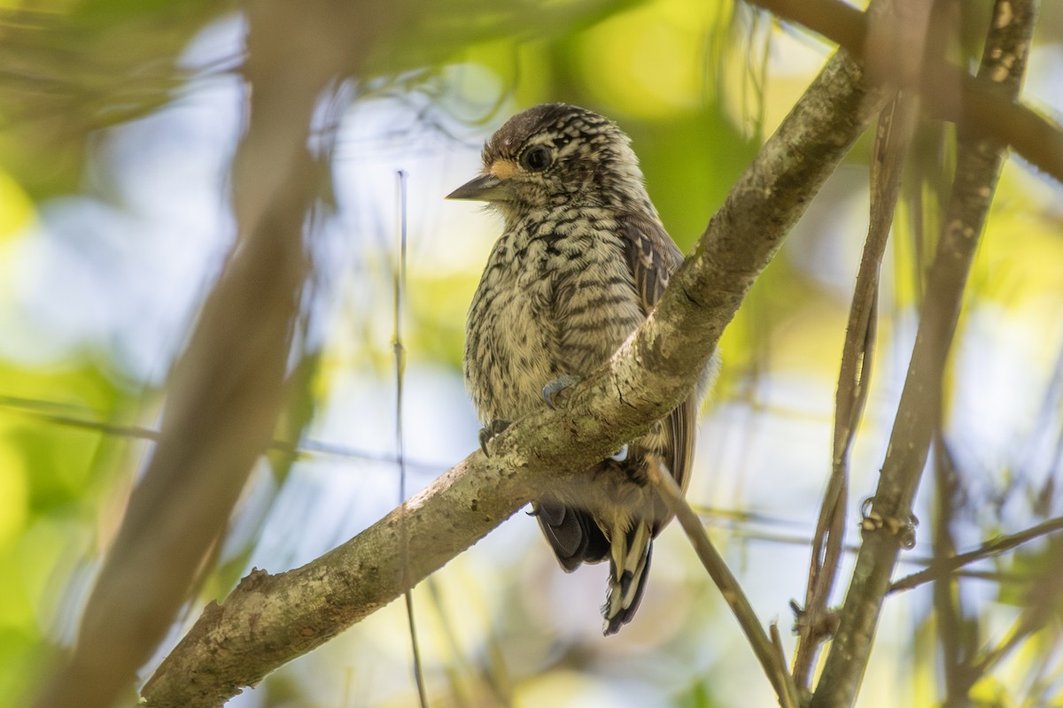 White-barred x White-wedged Piculet (hybrid) - ML646324029