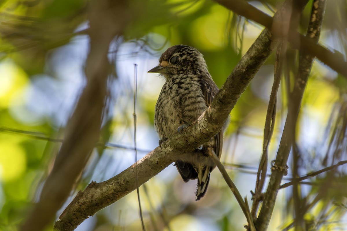 White-barred x White-wedged Piculet (hybrid) - ML646324030