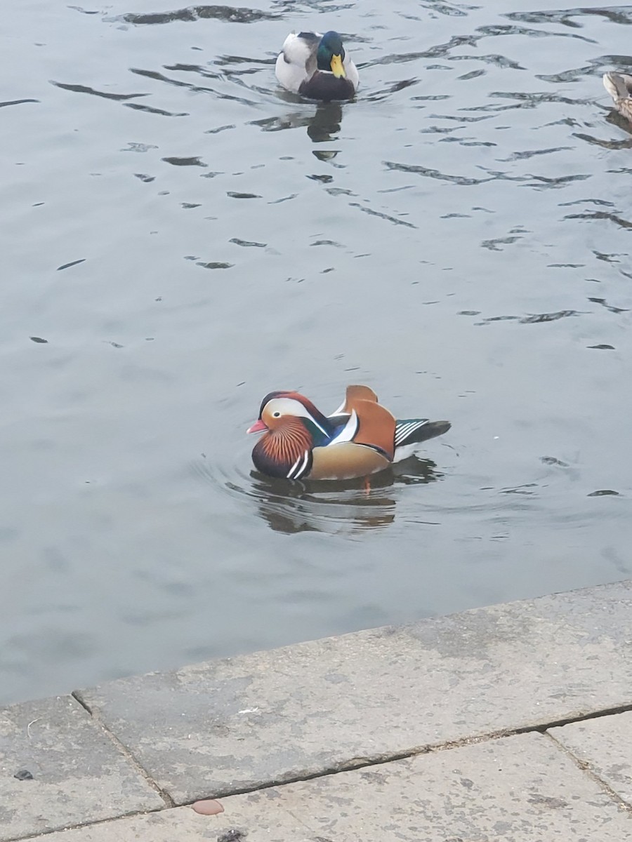 Mandarin Duck - ML646324032