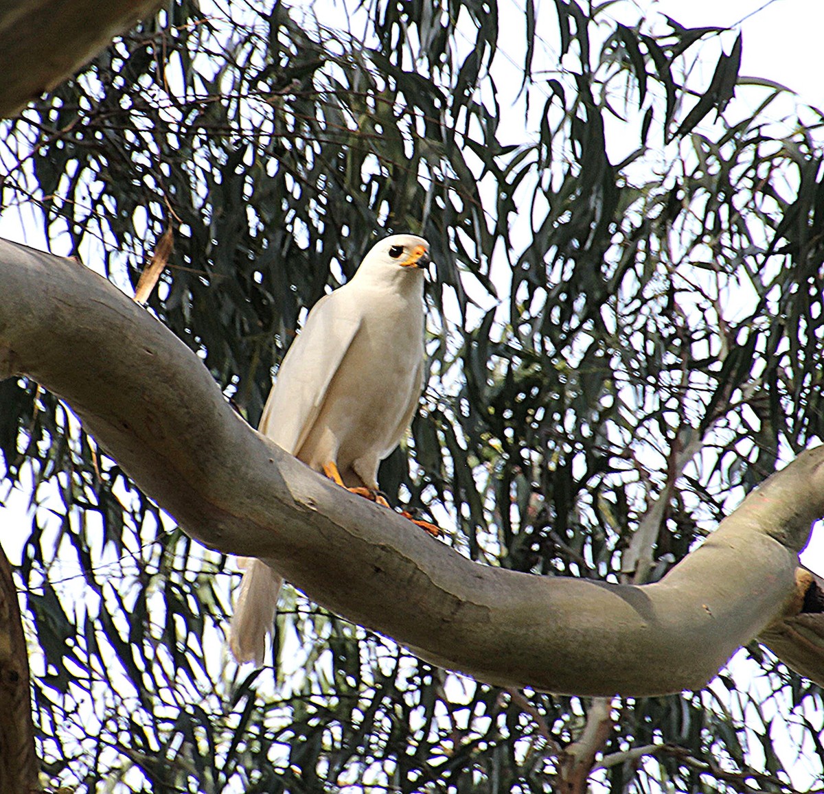 Gray Goshawk - ML646324038