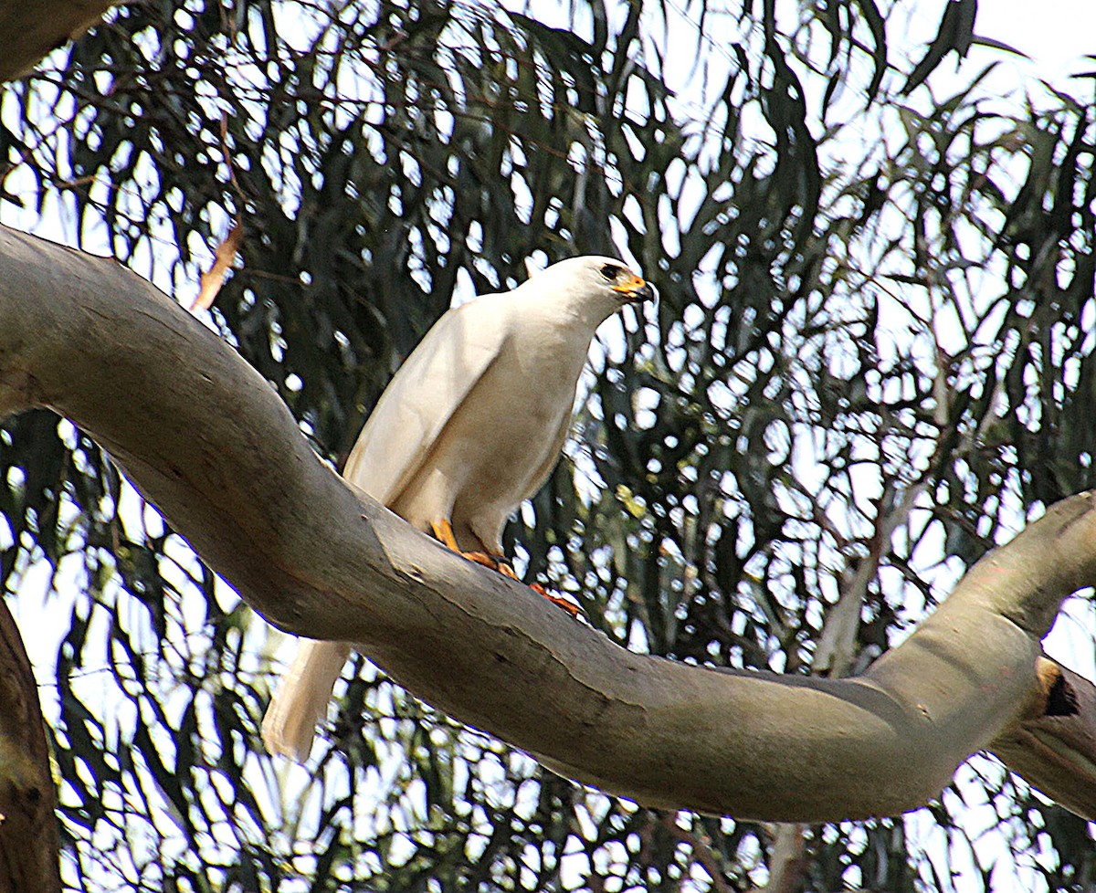 Gray Goshawk - ML646324040