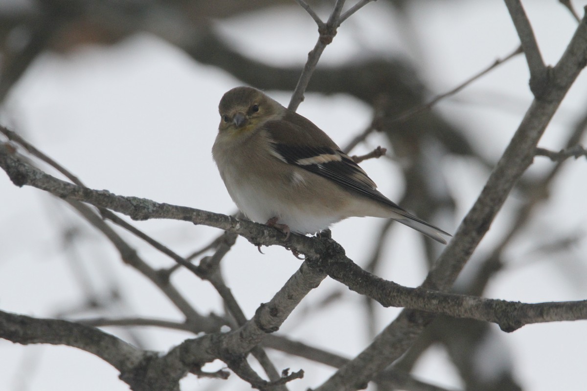 American Goldfinch - ML646324042