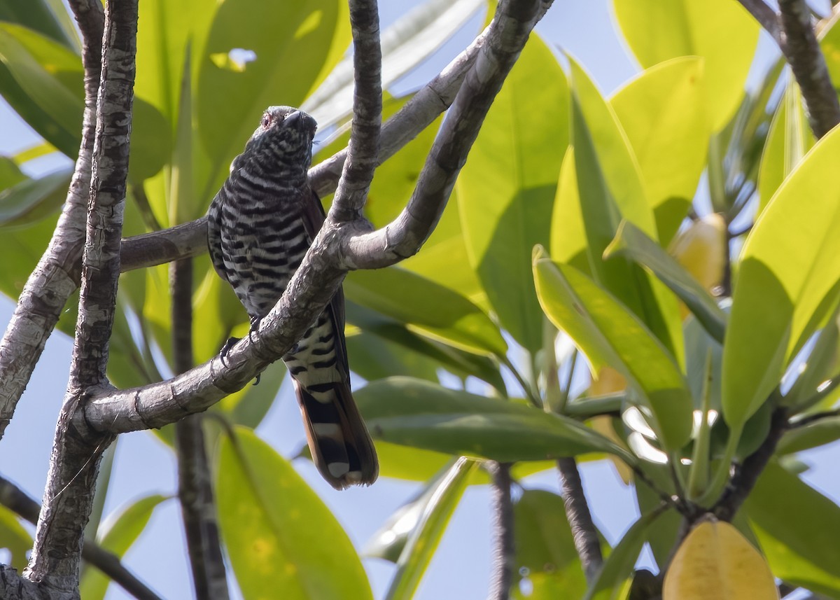 pygmégjøk - ML646324048