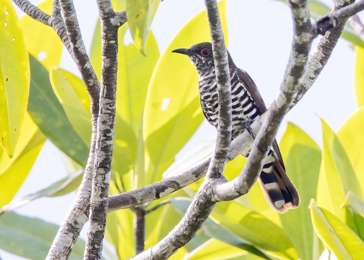 pygmégjøk - ML646324049