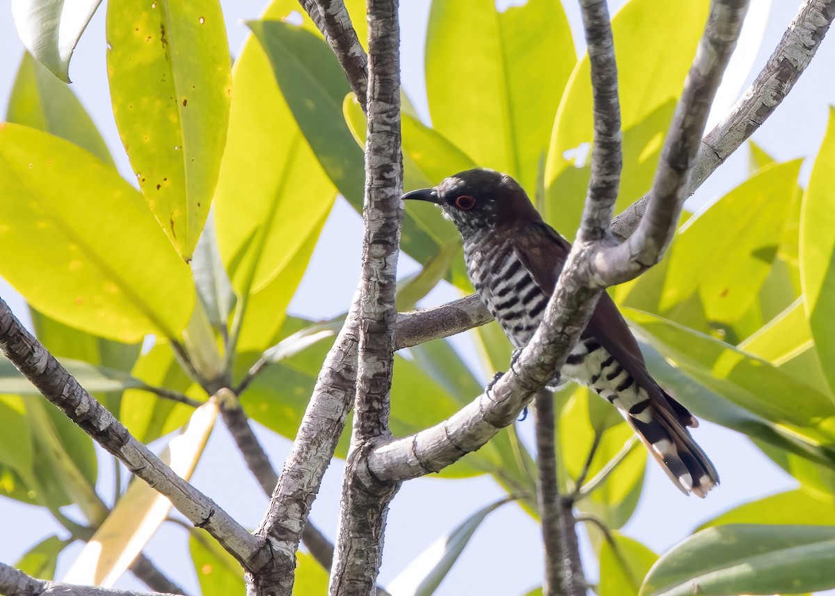 Little Bronze-Cuckoo - ML646324050