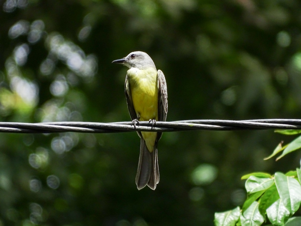 Tropical Kingbird - ML646324052