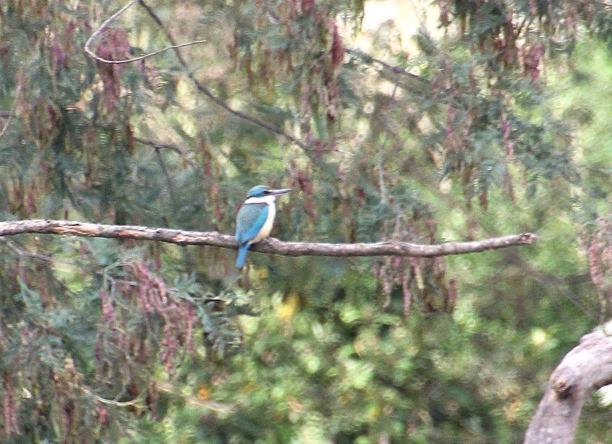 Sacred Kingfisher - ML646324053