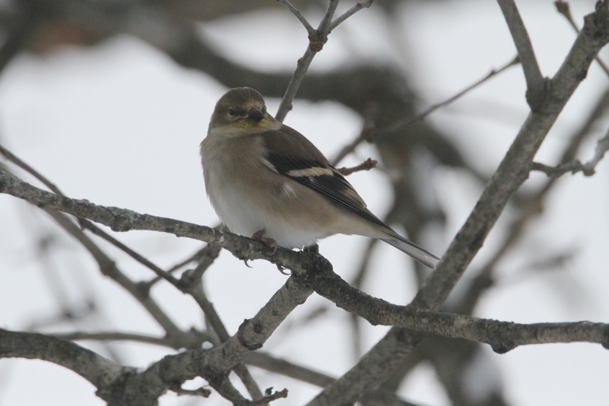 American Goldfinch - ML646324055