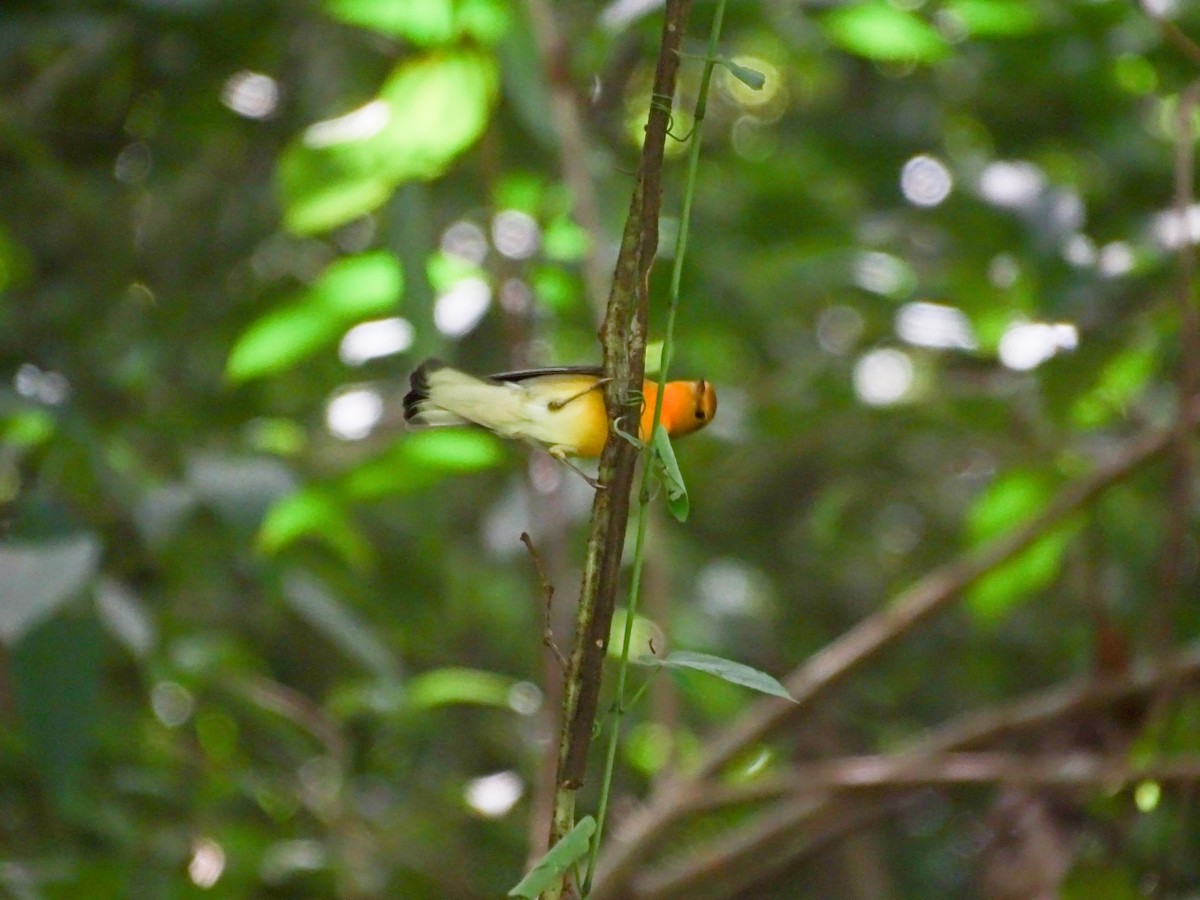 Prothonotary Warbler - ML646324057