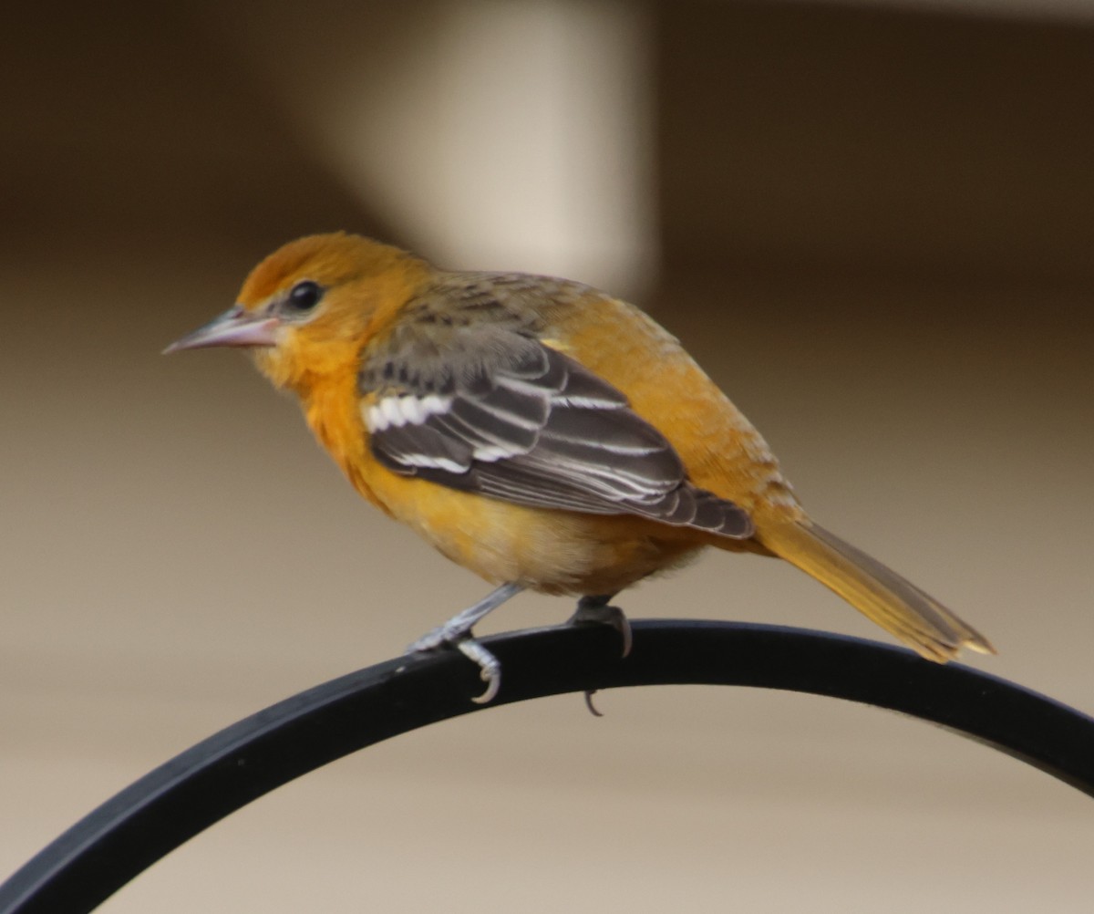 Baltimore Oriole - ML646324058
