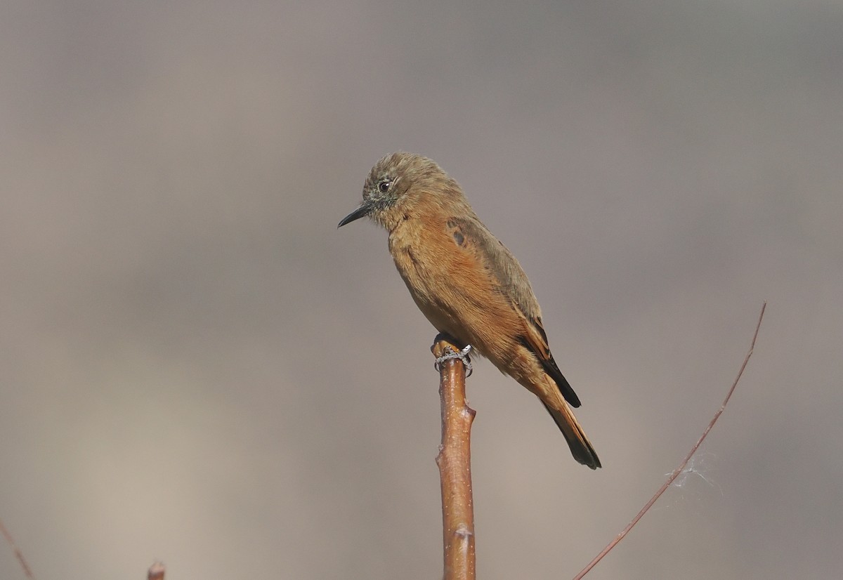 Cliff Flycatcher (Swallow) - ML646324059