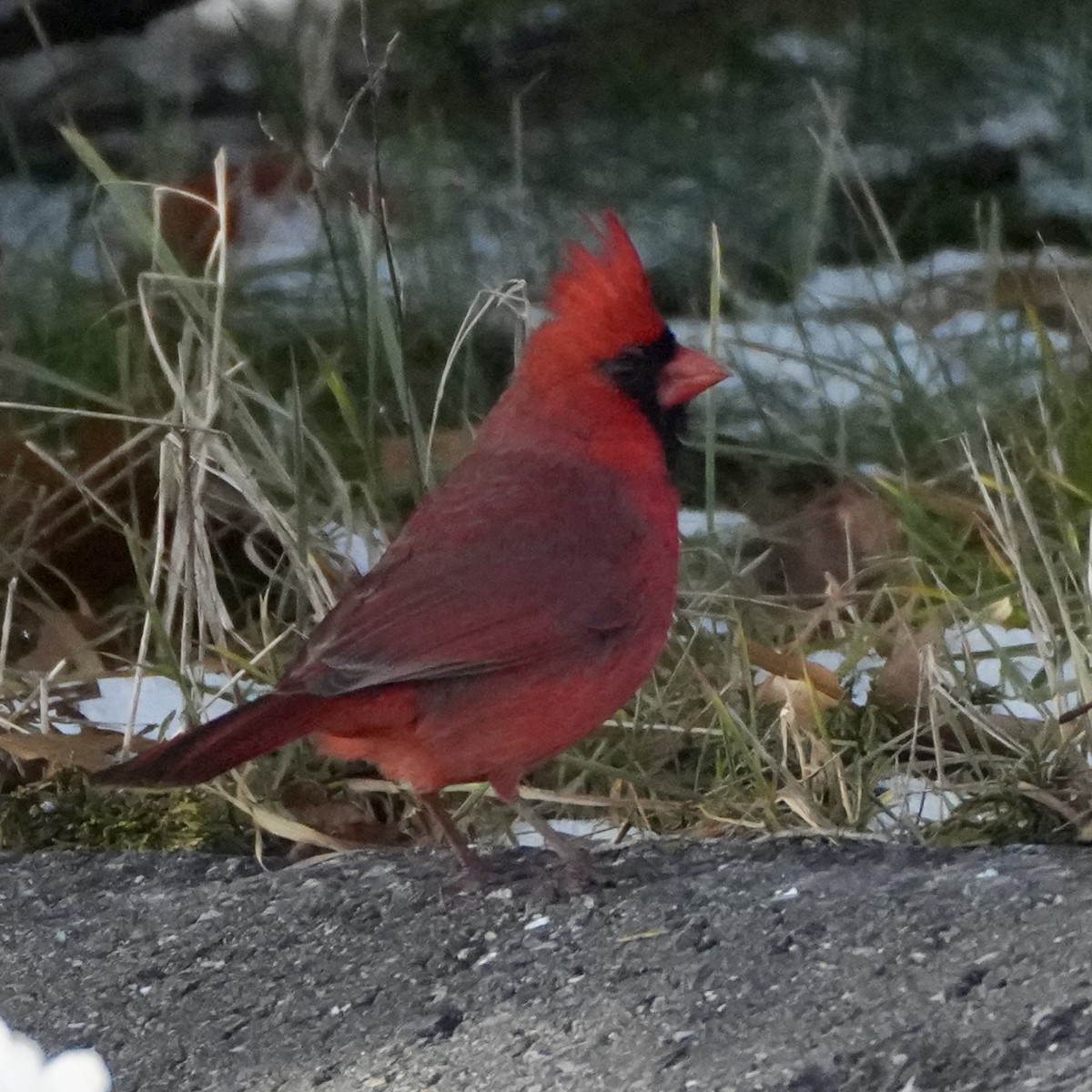 Northern Cardinal - ML646324060