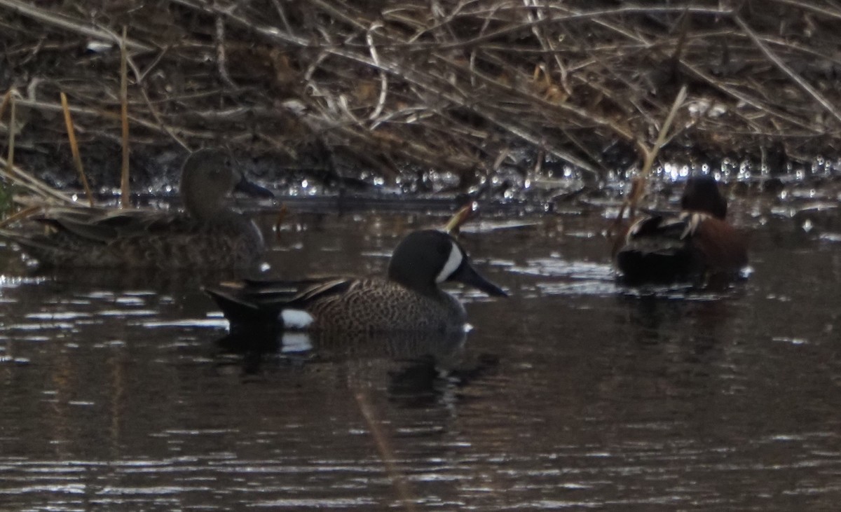 Blue-winged Teal - ML646324061